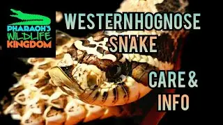 🐍📚WESTERN HOGNOSE SNAKE: Care and Info with Pharaoh Gayles (P.W.K. Season 1 Episode 9)🐍