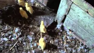 Mother Duck calls for her ducklings to crawl out from the nest - (22) Season 2013
