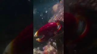 Kill Crab #fish #fishing #shootfish #fishingtechniques #fishingvideo