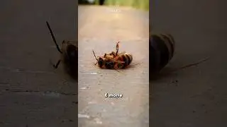 Porque 🐝 Morrem Depois da Pica?