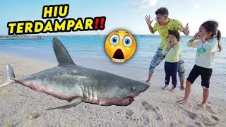 GAWAT‼️ KITA MENEMUKAN IKAN HIU YANG KESERET OMBAK‼️😱
