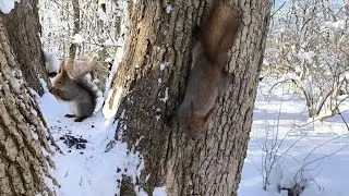 Белки в зимнем лесу.🐿️❄️ #белка #cute #squirrel 