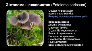 Энтолома шелковистая (Entoloma sericeum)
