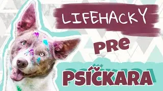 LIFEHACKY, ktor&eacute; ti uľahčia ŽIVOT SO PSOM