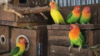 Colorful Lovebirds Nesting Together , Lovebirds Sounds #birds #lovebirds #cute #nature