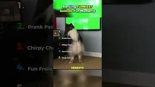 Ranking FUNNIESTAnimals Fun Moments P.14 || #shorts #ranking #rankingshort  #funnyshorts