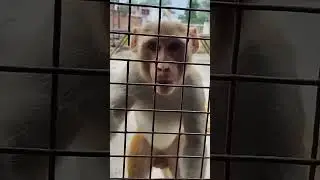 काटने वाला बंदर