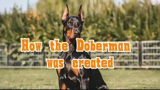 The Origin of the Doberman: The Guardian Born From Necessity
