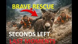 Brave Rescue Team Saves Baby Donkey From Rapid River Flood &mdash; Seconds From Disaster