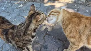 Cats in Love with each other.😻