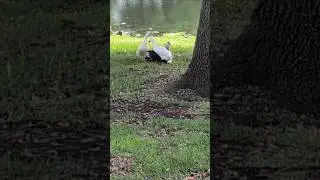 Pekin Duck Climbs on Top of Mating Muscovy Ducks, Female Runs Away, but Wags Tail by Lake! Oviedo