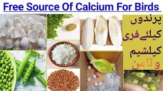 Natural sources of calcium for all birds|Best sources of calcium for lovebirds|