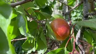 Growing apricots in the garden in the U.K. part 4 - 2021 the result