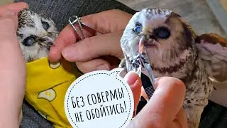 Выдаю совам Лучику и Чучундию мясы. Подрезаем клюв сычу Чучундрию. Уже 11 лет каналу!