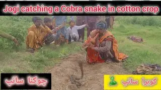 Jogi catching a snake in cotton crop Jogi catching a snake in cotton crop @AmanatAliJogi