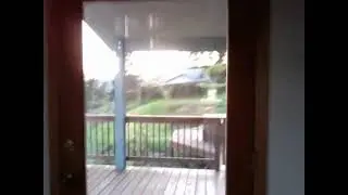 CRAZY BIRD ATTACK SWARM!!