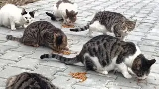 Today I fed my best friends street cats, they are so cute