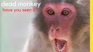 The Shocking Reason You'll Never Find a Dead Monkey. This is How Monkeys Mourn and Grieve.