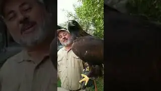 Beautiful Golden Eagle 🦅 #shorts #animals #giant #cuteanimals #birds #eagle #zoo