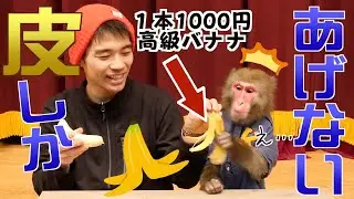 飼い主がイジワルで、高級バナナの皮しかくれない…！お猿さんは怒る？怒らない？