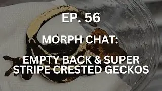 Empty Back & Super Stripe Crested Geckos | Ep. 56 of The Gecko Pod