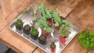 DIY Succulent Terrarium