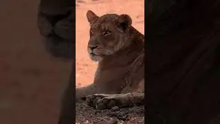 Beautiful Alert Lioness #4k #lion #nature