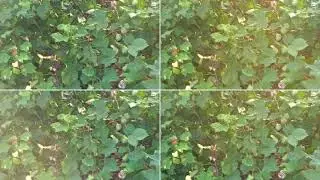 Kaveri 111 cotton seed best veriety bollgaurd 2