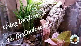BioDude Unboxing and Terrarium Set-ups!
