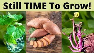 NEW Varieties! All the Slips You Need | Tatorman Sweet Potatoes Slip Unboxing| Guten Yardening