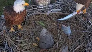 Clive brings whole fish for breakfast | Captiva Eagle Cam | Jan 16, 2026