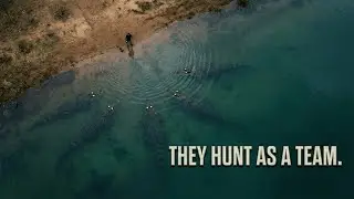 What If Crocodiles Formed Hunting Teams Underwater?