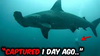 Deep Sea Divers Said They will Never Dive Again After Filming Largest Hammerhead Shark in Bahamas!