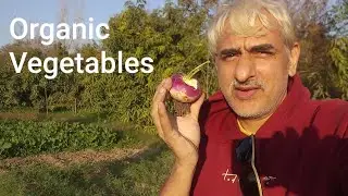 Organic Vegetables in My Farm house | Engineer Ka Bagh #gardening #farmhouse #nature #organic