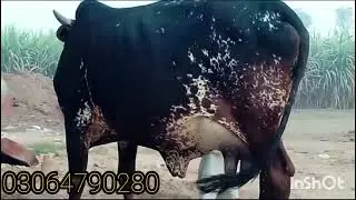 farsall Cow Babies For Sale At Malomore Mandi Punjab Pakistan 2023