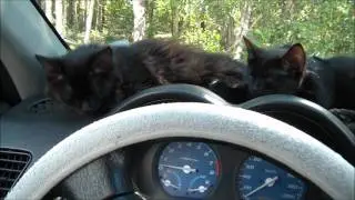 AyaAnny Cats video - 1