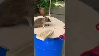 Funny! Simple box fooled mouse so badly? You wont believe the trick #cat #funny #pets