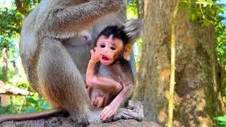 EP9 : How Adorable Baby monkey is very active with her Young monkey