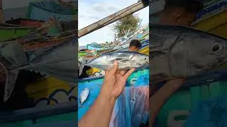 Skipjack Fish from Fishermen #skipjack #shorts #shortsvideo #trending