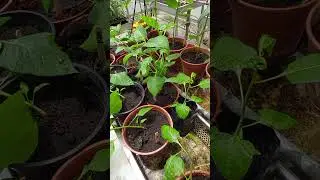 Viroid or Virus? Update 1