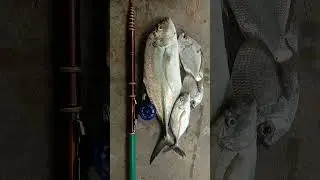 ikan GT#mancing ikan gt#mancing nyobok#tegek orca prime #fishing #ikanbakarsedap #mancing #ikan