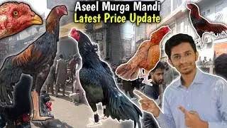 Aseel Murga Mandi Lahore Lari Adda Price Update