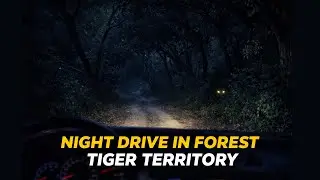 जंगल में रात की Drive&hellip; Jim Corbett National Park