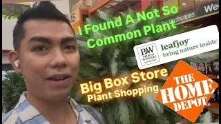 Покупка растений в крупных сетевых магазинах: проверенные варианты, Leafjoy, новые растения, Home...