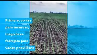De pradera a costeleta APRMJ 2017 06 14 at 13 10 37