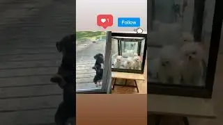 funny dogs follow me in instagram aladdin_yasmin_fan this is instagram id