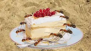 Does Ant Colony Eats Casanova Dessert| Ant Feeding Experiment