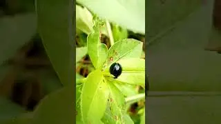 video shorts#kepik steelblue#Halmus chalybeus#