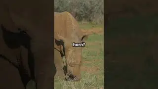 The Mighty Black Rhino: Fun Facts