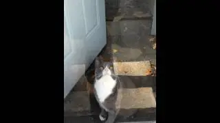 Cat goes vertical